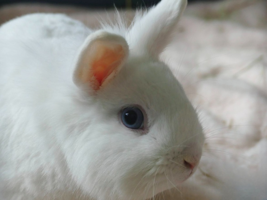 Photo de Panpan