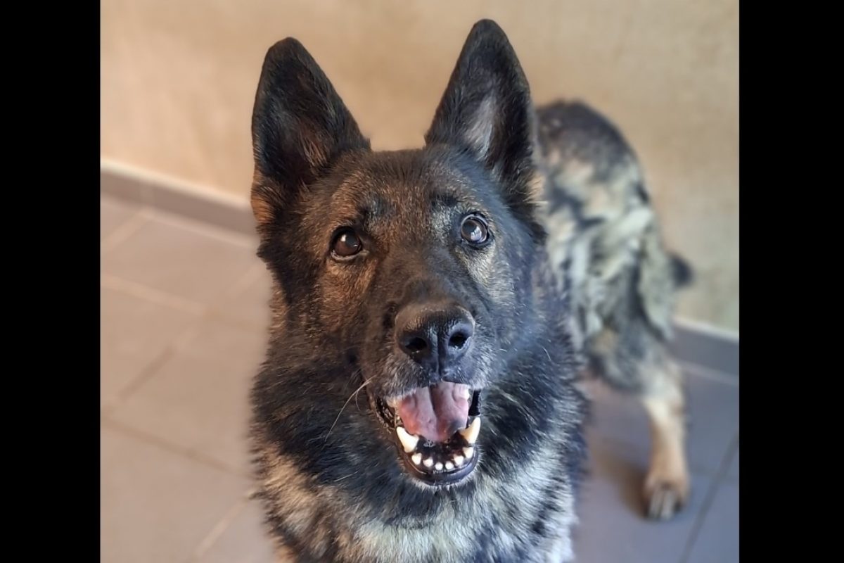 Volcan - Chien Berger Allemand à adopter