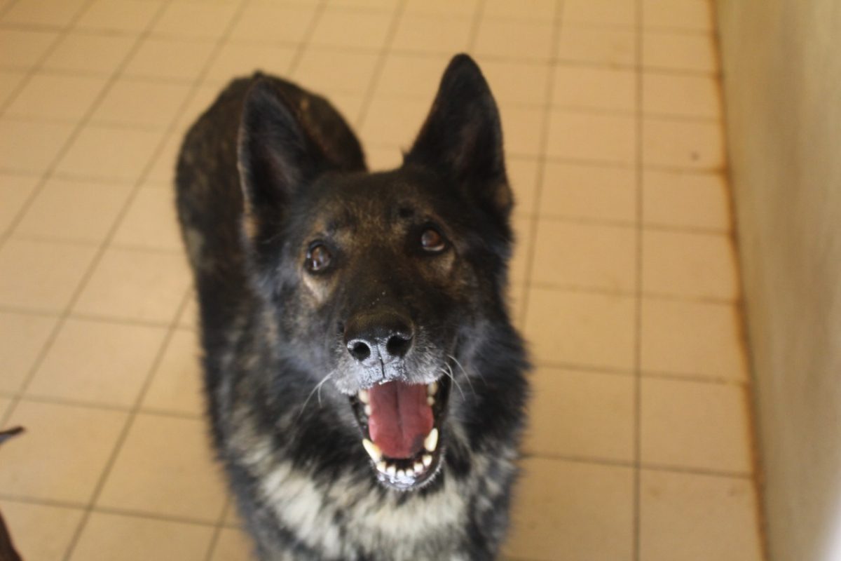 Volcan - Chien Berger Allemand à adopter - photo 2