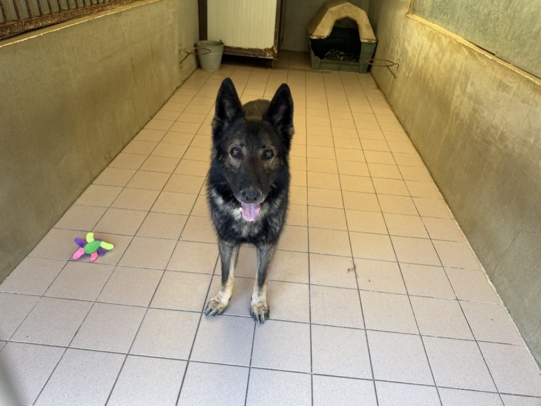 Volcan - Chien Berger Allemand à adopter - photo 3