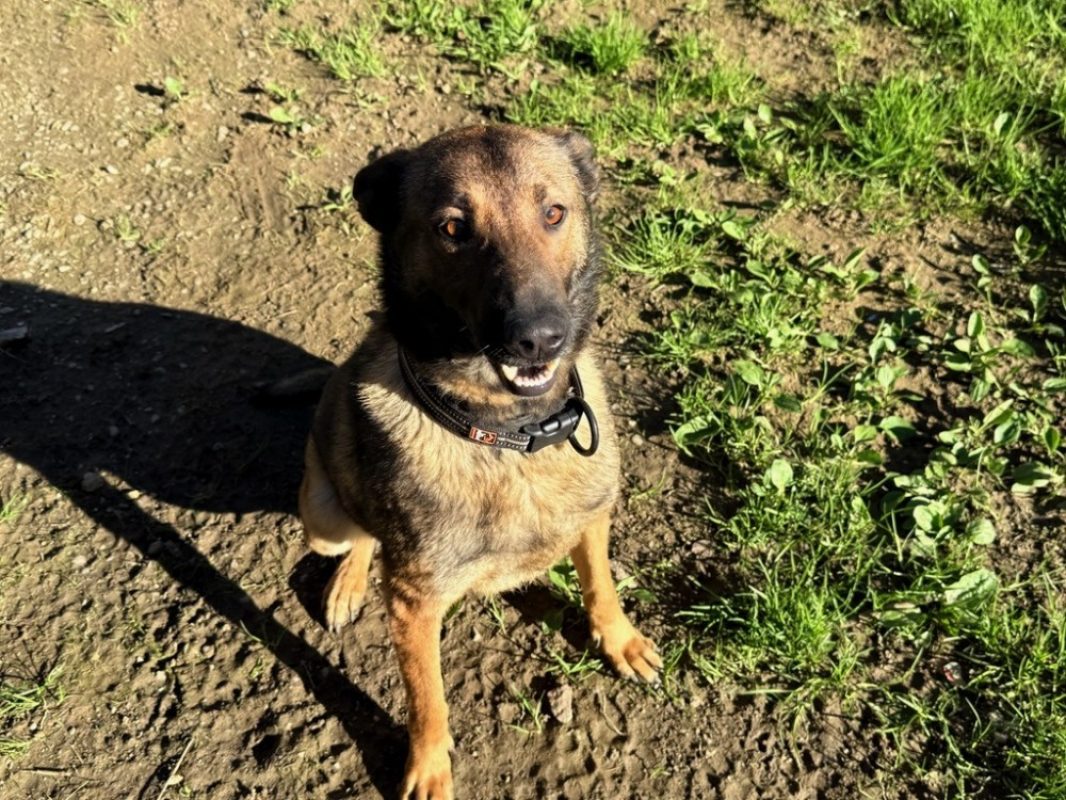 Bahya Bahya - Berger à adopter à Chameyrat (19) - Animaux.fr