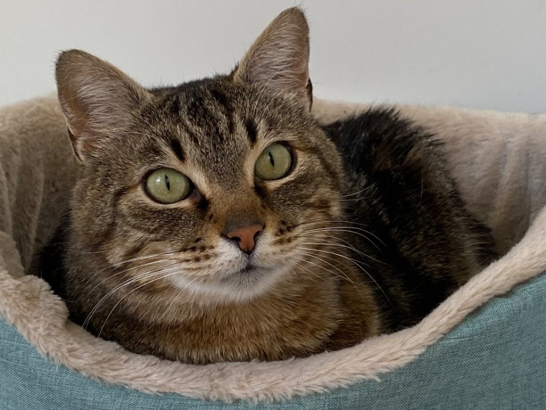 Pugzy - Européen à adopter à Torreilles (66) - Animaux.fr