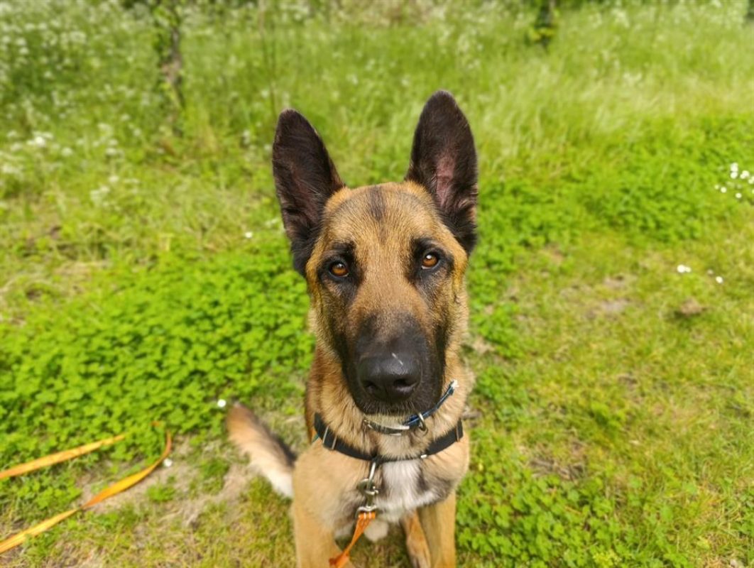 Urban - Chien à adopter