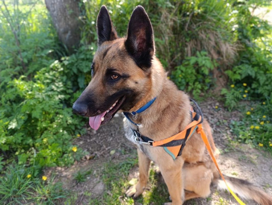 Urban - Chien à adopter - photo 4