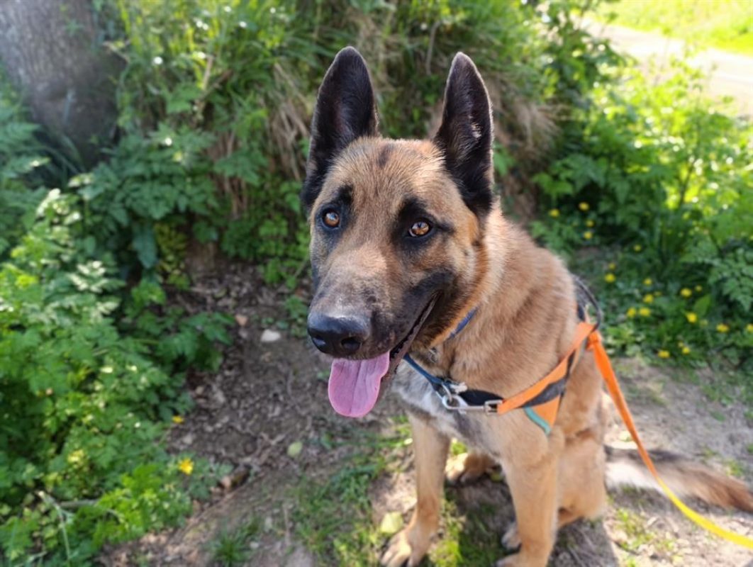 Urban - Chien à adopter - photo 6