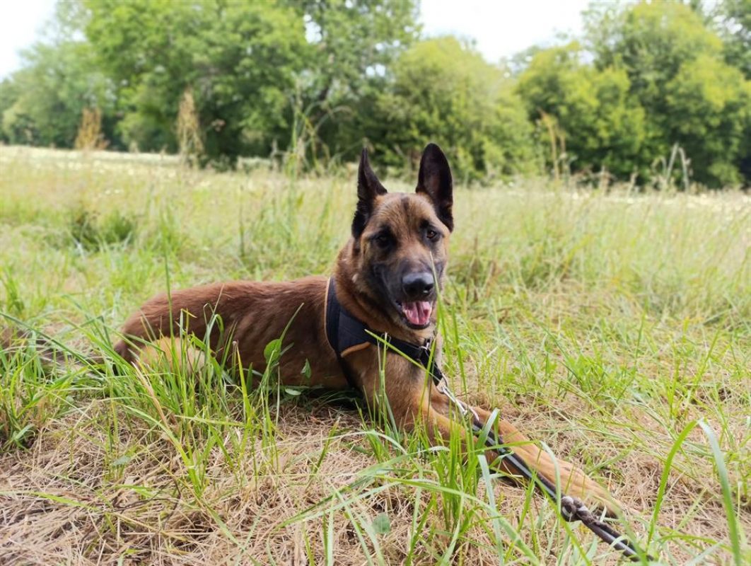Urban - Chien à adopter - photo 8