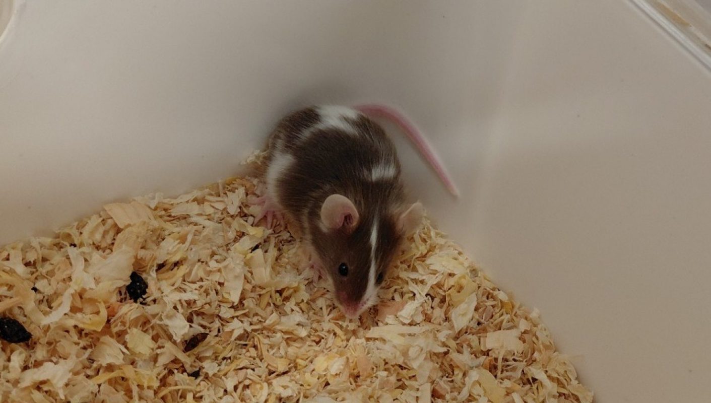 Martini - Rongeur Souris à adopter
