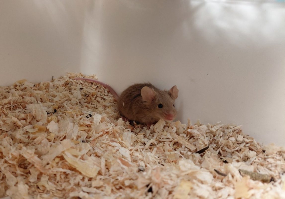 Mimosa - Rongeur Souris à adopter