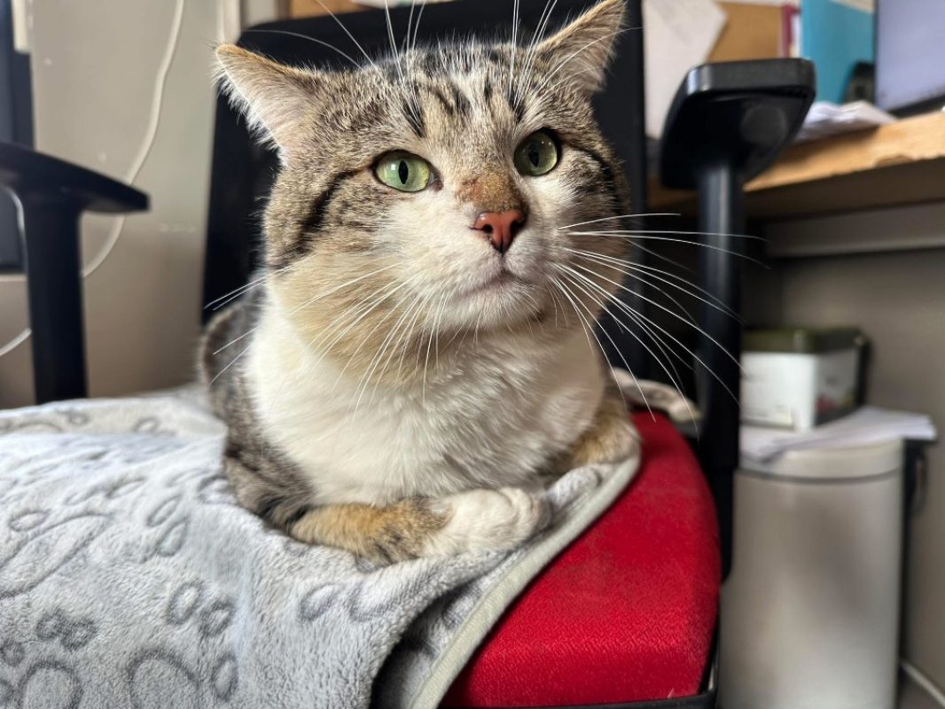 Mastoc - Européen à adopter à Saint-Omer (62) - Animaux.fr