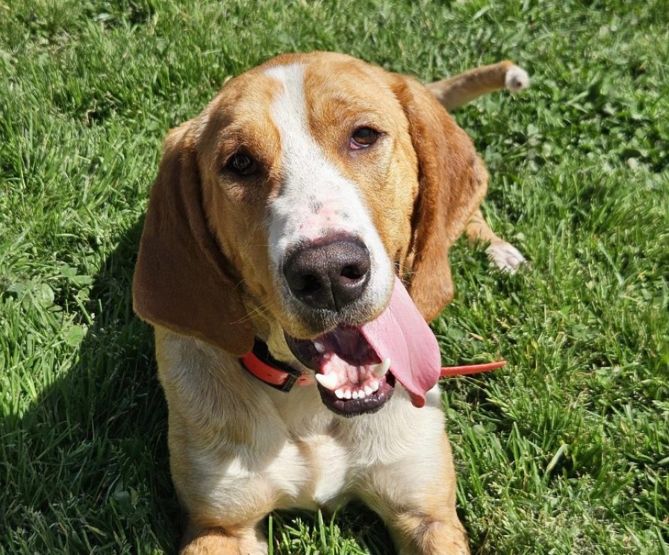 Mushu - Chien Anglo-Français de Petite Vènerie à adopter