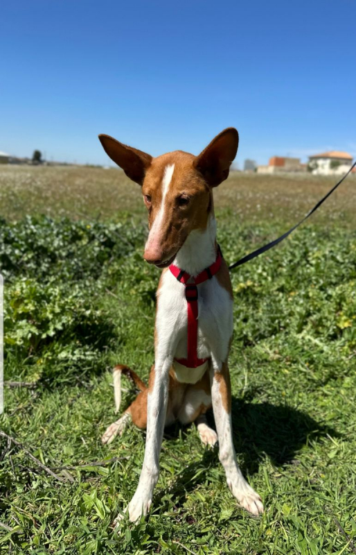 Photo #1 de MORTADELA