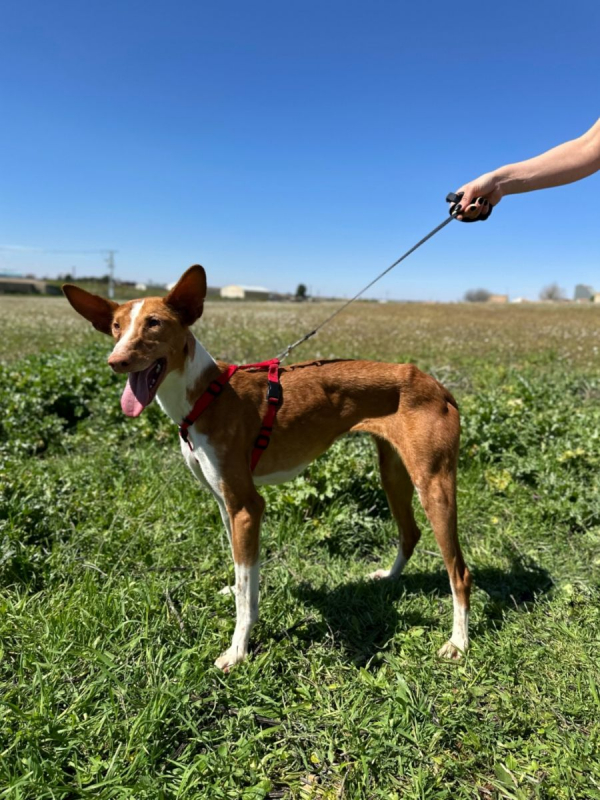 Photo #2 de MORTADELA