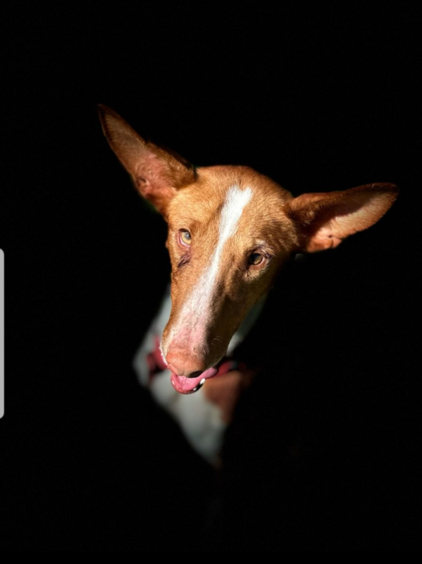 Photo #3 de MORTADELA