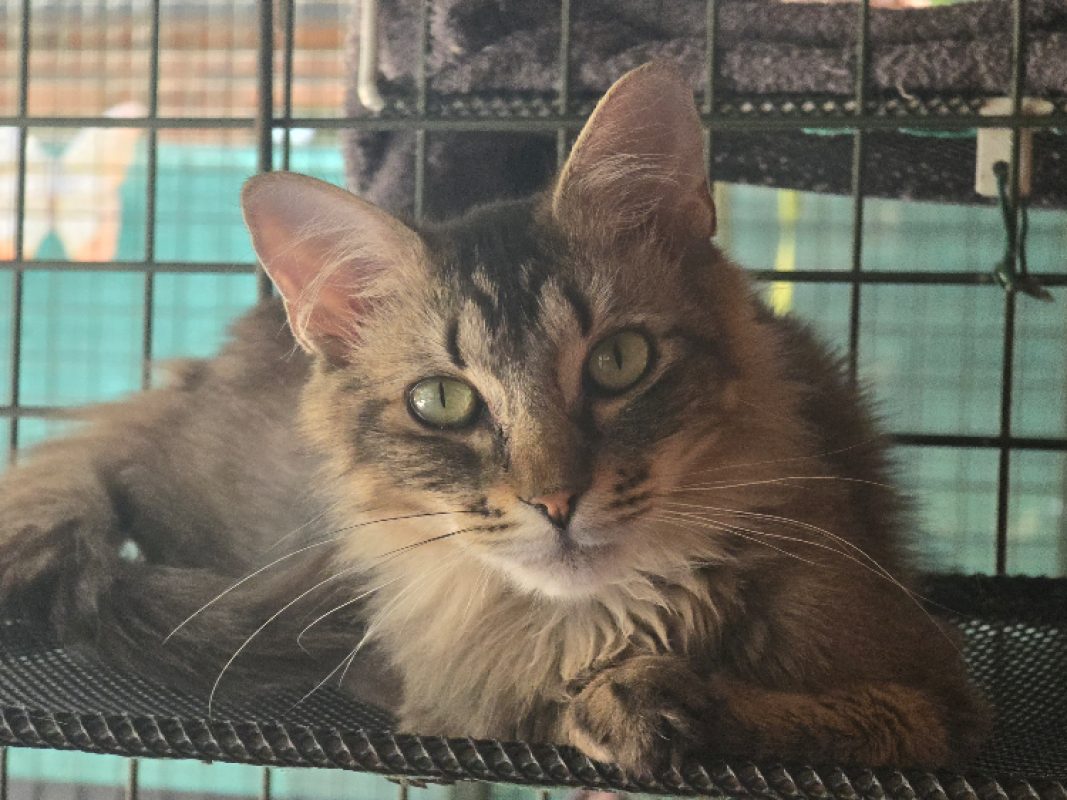 Bigmac - Chat Européen à adopter