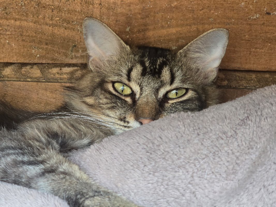 Bigmac - Chat Européen à adopter - photo 2