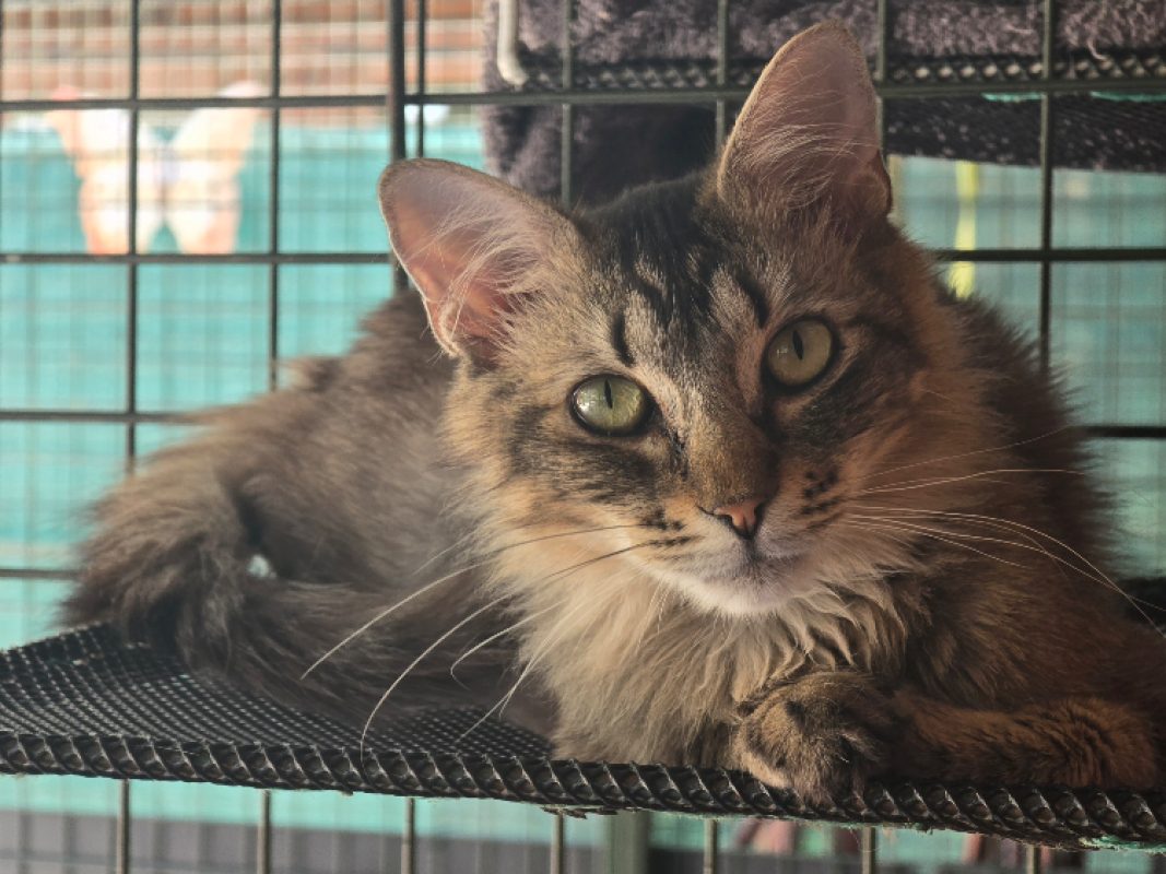Bigmac - Chat Européen à adopter - photo 3