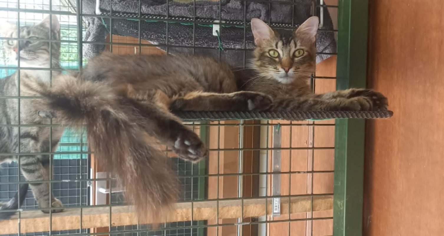 Bigmac - Chat Européen à adopter - photo 4