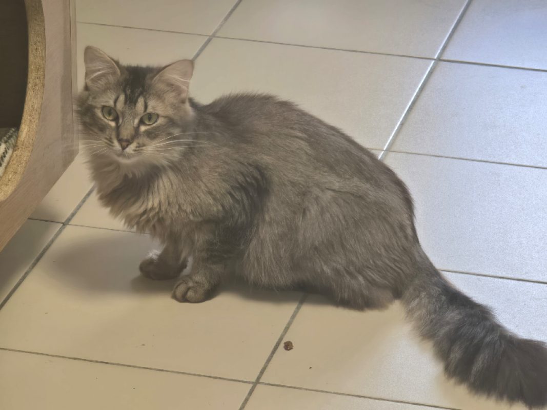 Bigmac - Chat Européen à adopter - photo 5