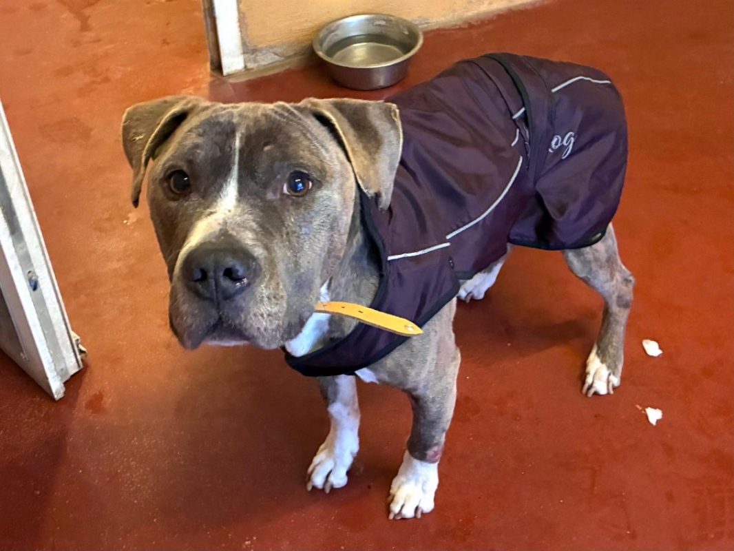 Ace - Chien à adopter