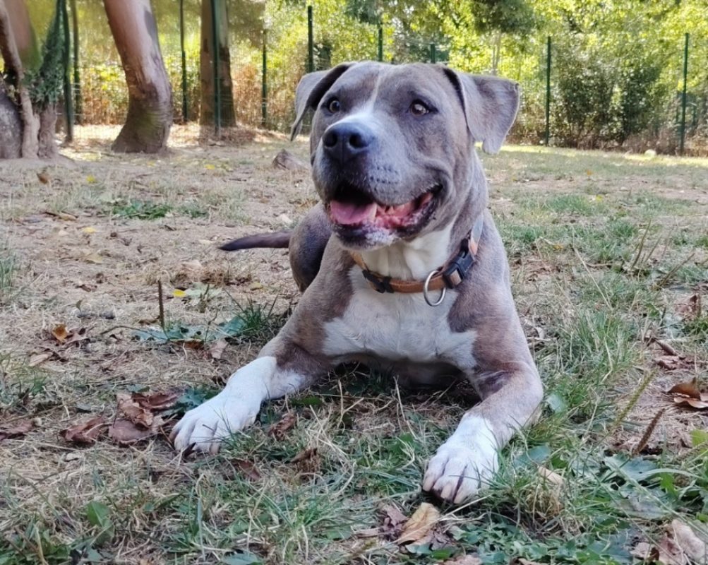 Ace - Chien à adopter