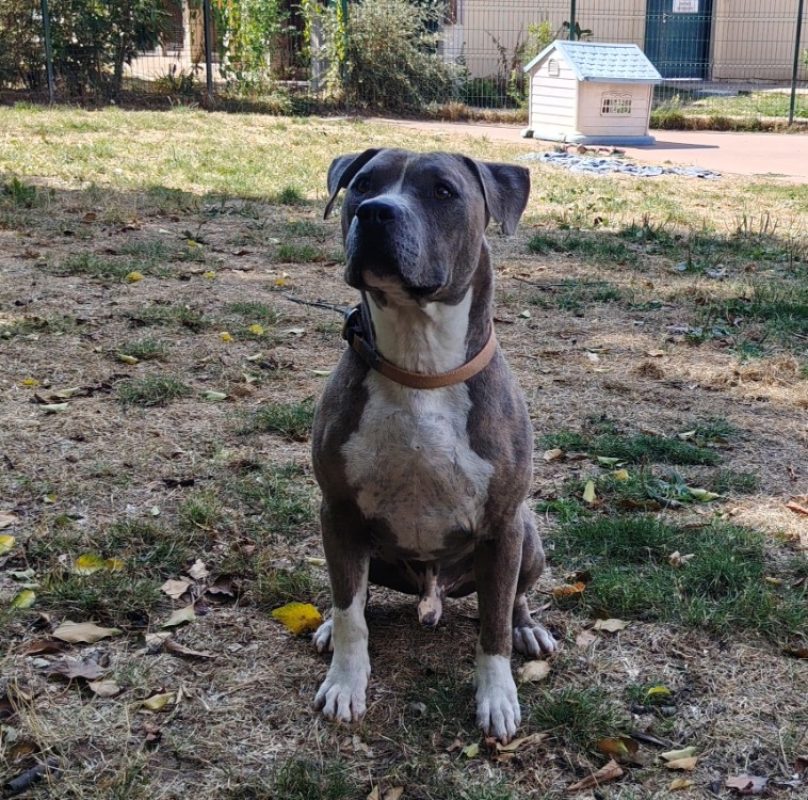Ace - Chien à adopter - photo 3