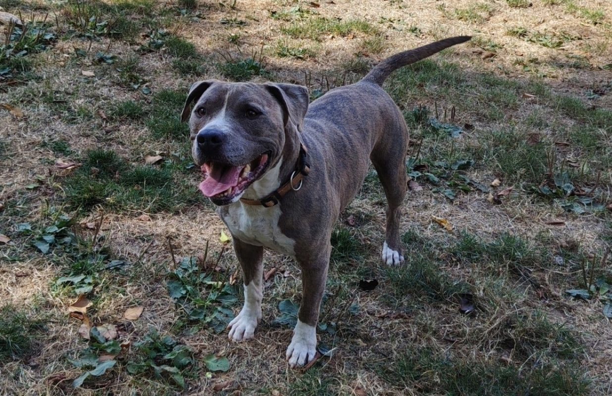 Ace - Chien à adopter - photo 4