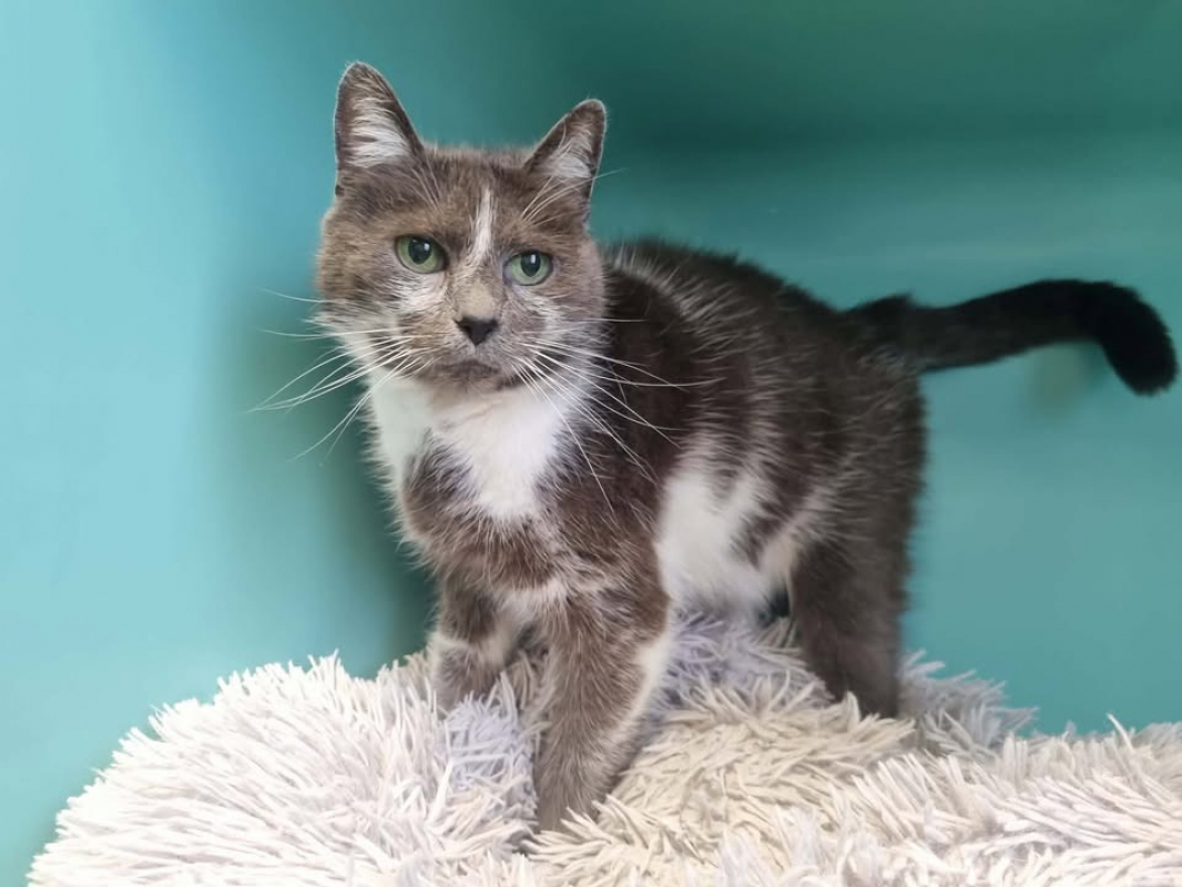 Photo #1 de Grisette