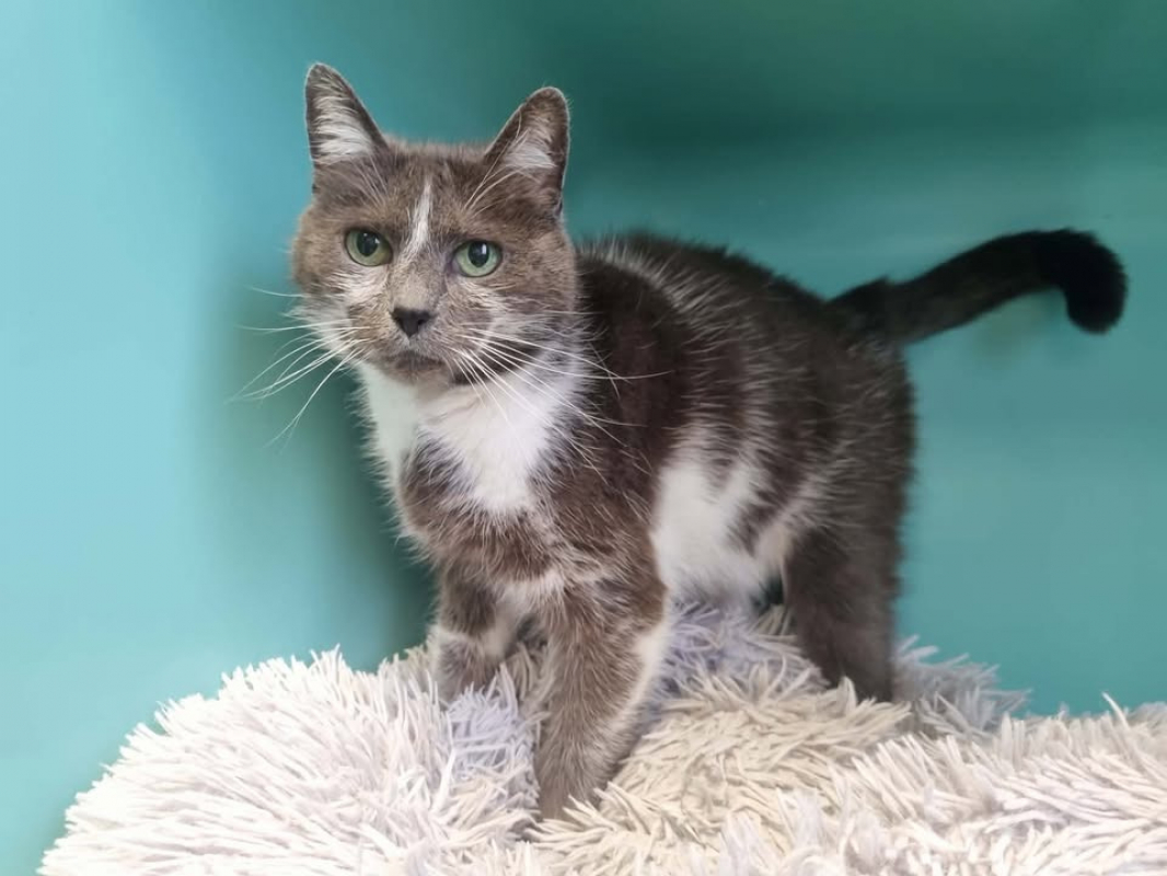 Photo #2 de Grisette