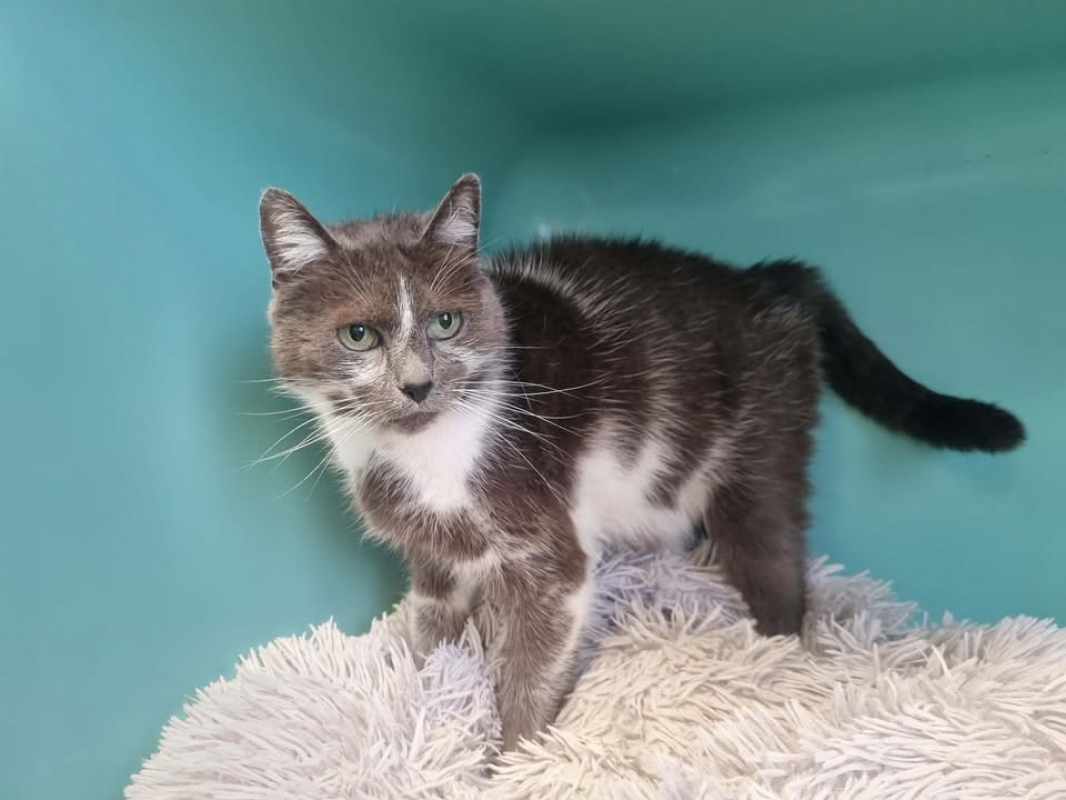 Photo #3 de Grisette