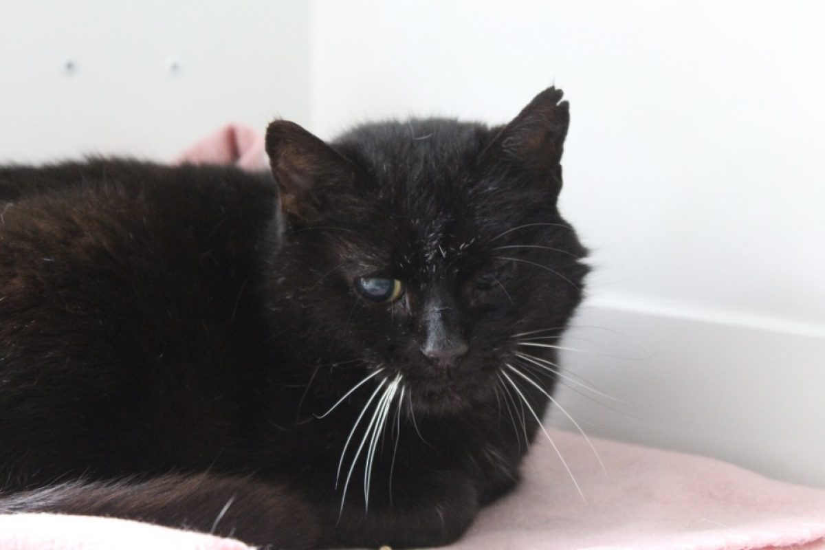 Brindille - Chat Européen à adopter - photo 4