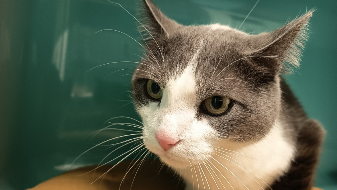 Photo #1 de Callaghan