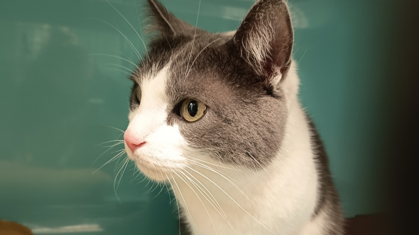 Photo #2 de Callaghan