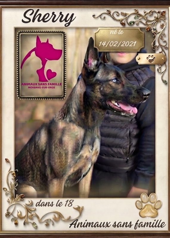 Sherry - Chien Berger Belge Malinois à adopter