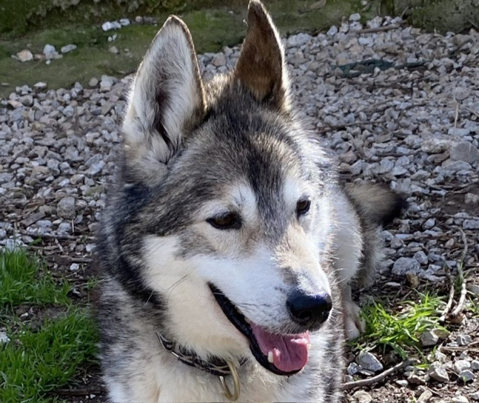 Wolf - Chien Husky Sibérien à adopter