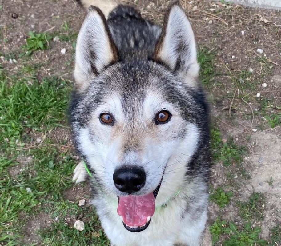 Wolf - Chien Husky Sibérien à adopter - photo 2
