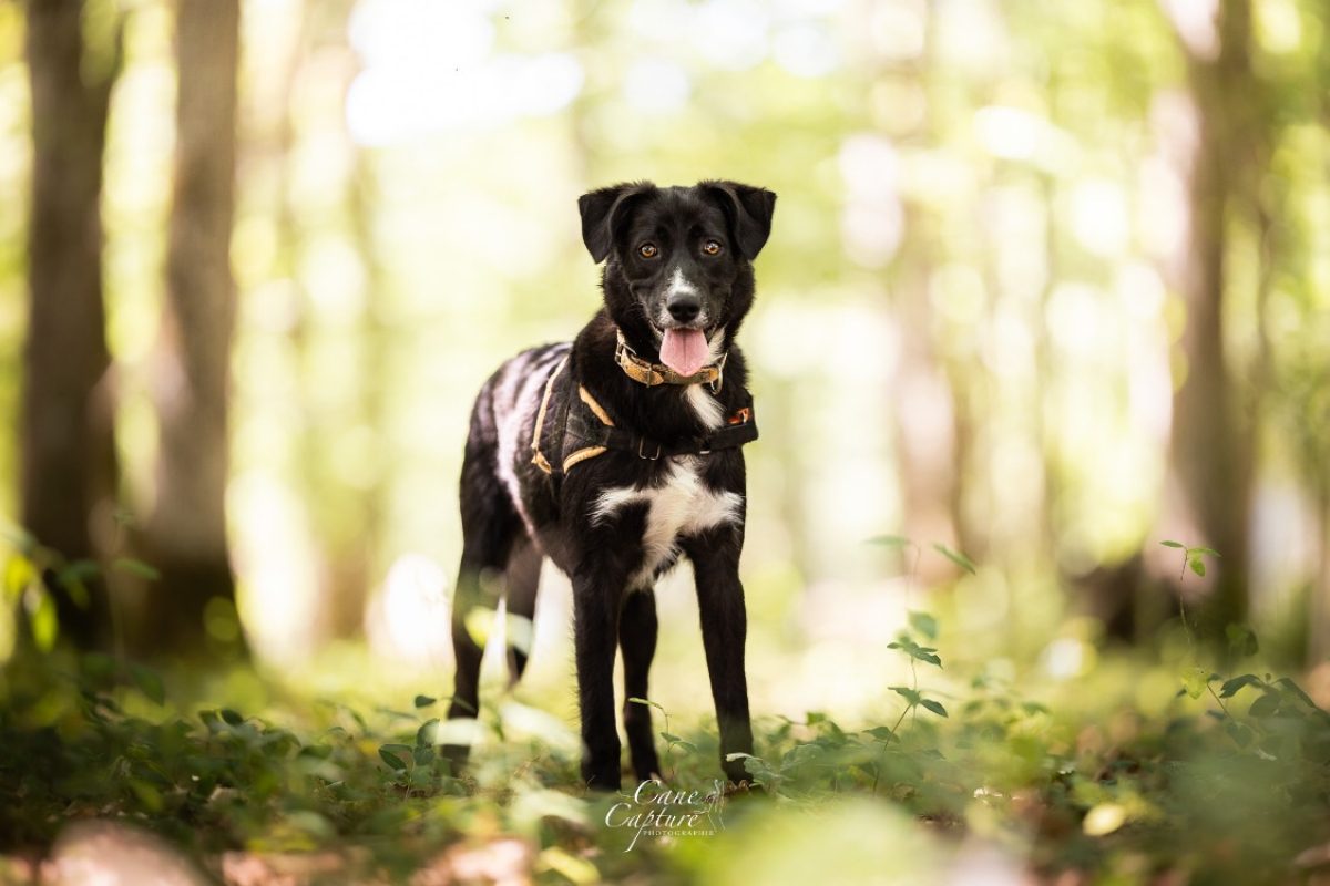 Okami - Chien à adopter
