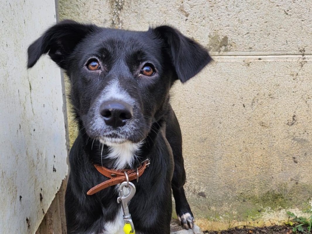 Okami - Chien à adopter - photo 2