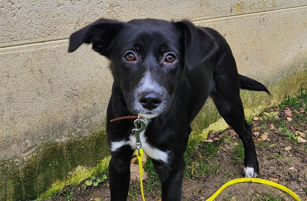 Okami - Chien à adopter - photo 3