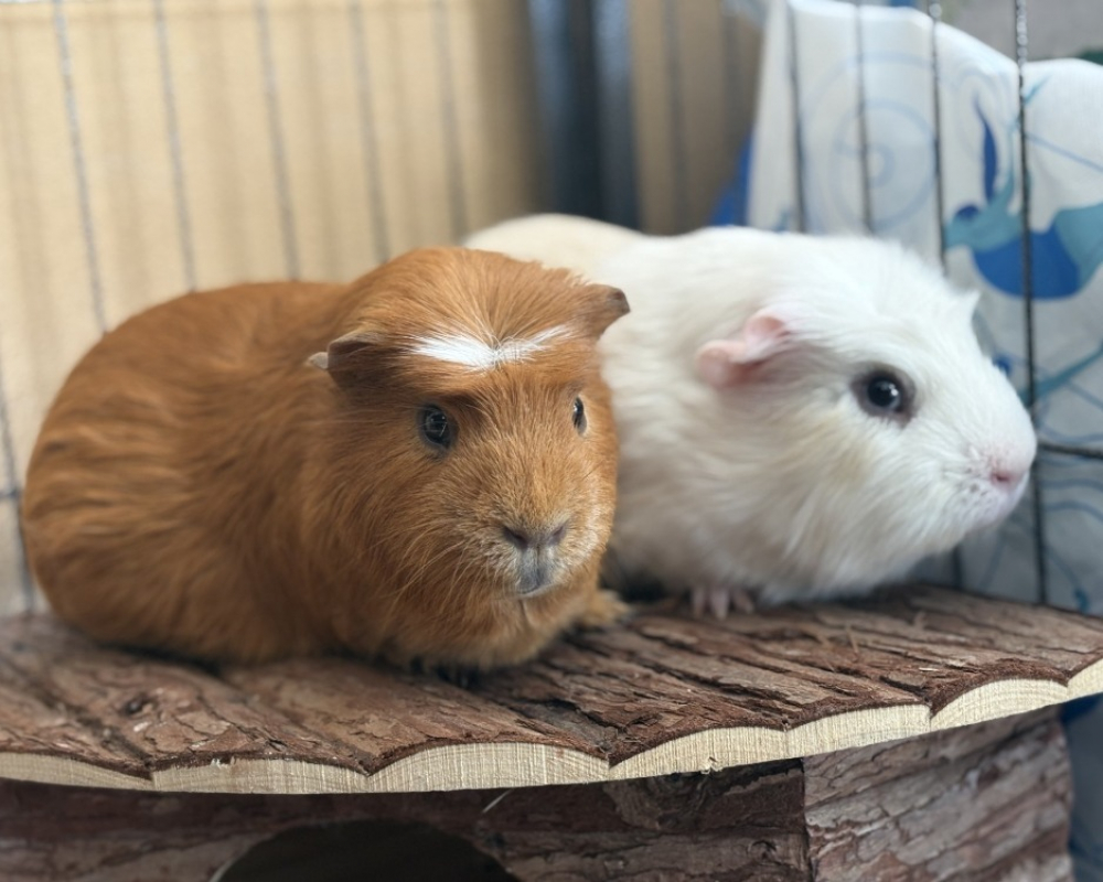 Photo #1 de Kiki & chouchou