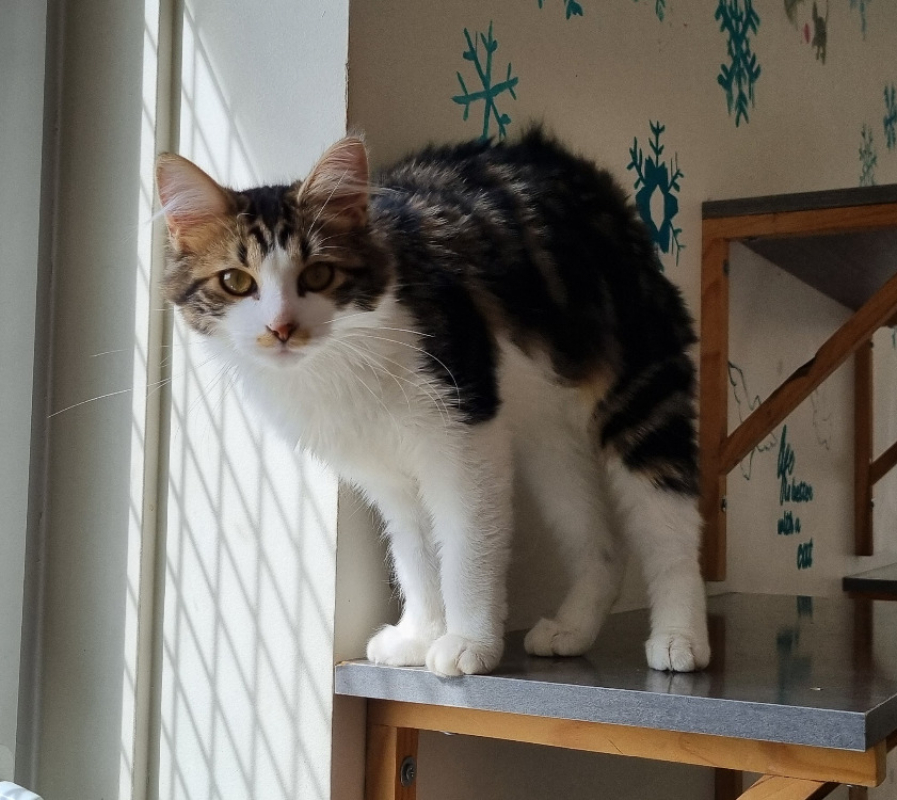 Photo #1 de Violaine