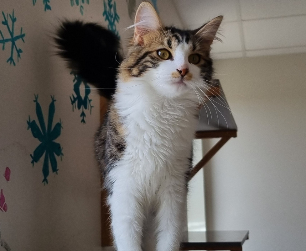 Photo #2 de Violaine