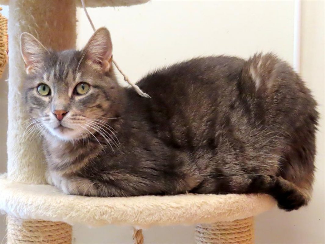 Choupi - Chat Européen à adopter
