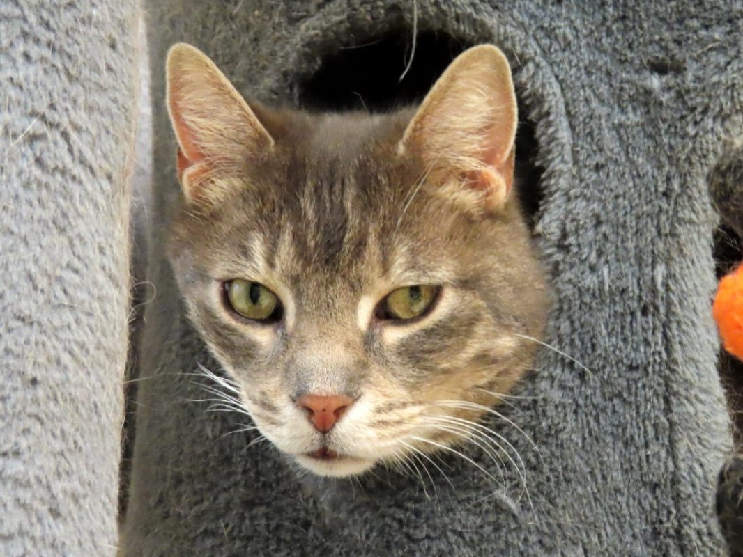 Choupi - Chat Européen à adopter - photo 2