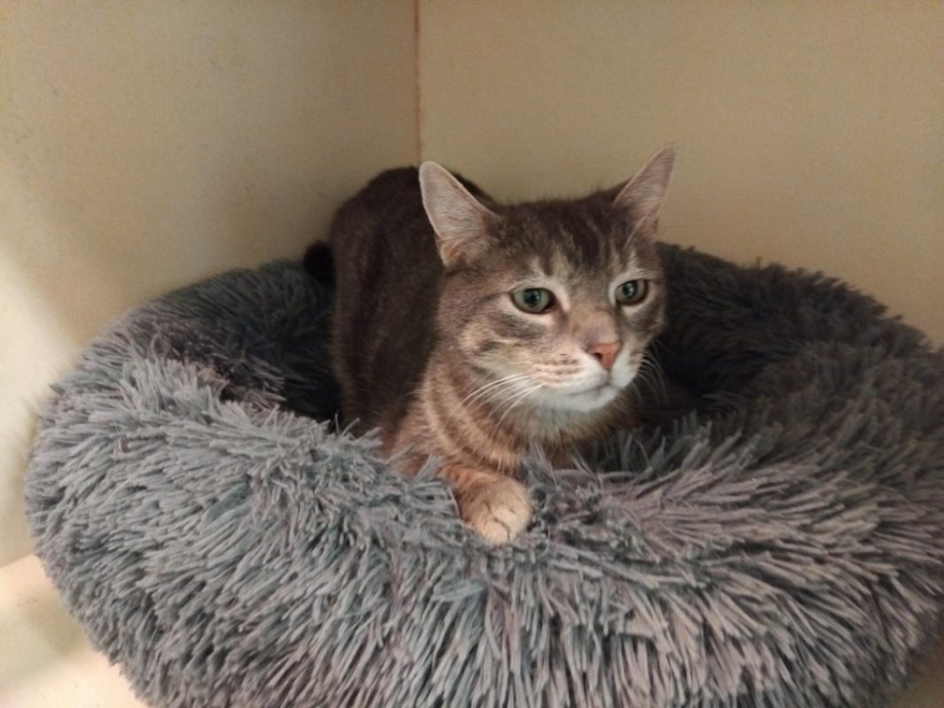 Choupi - Chat Européen à adopter - photo 3