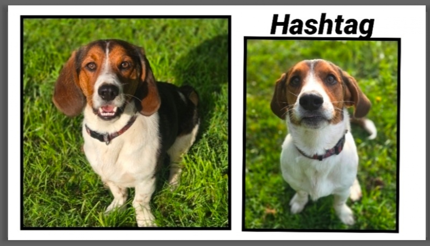 Photo de Hashtag