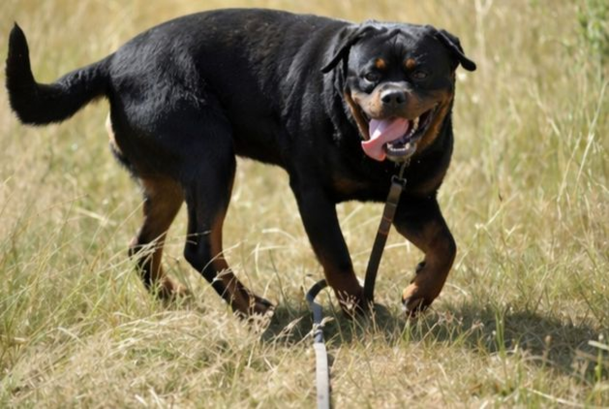 Photo #2 de Roscoe