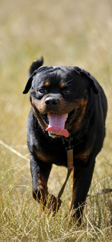 Photo #4 de Roscoe