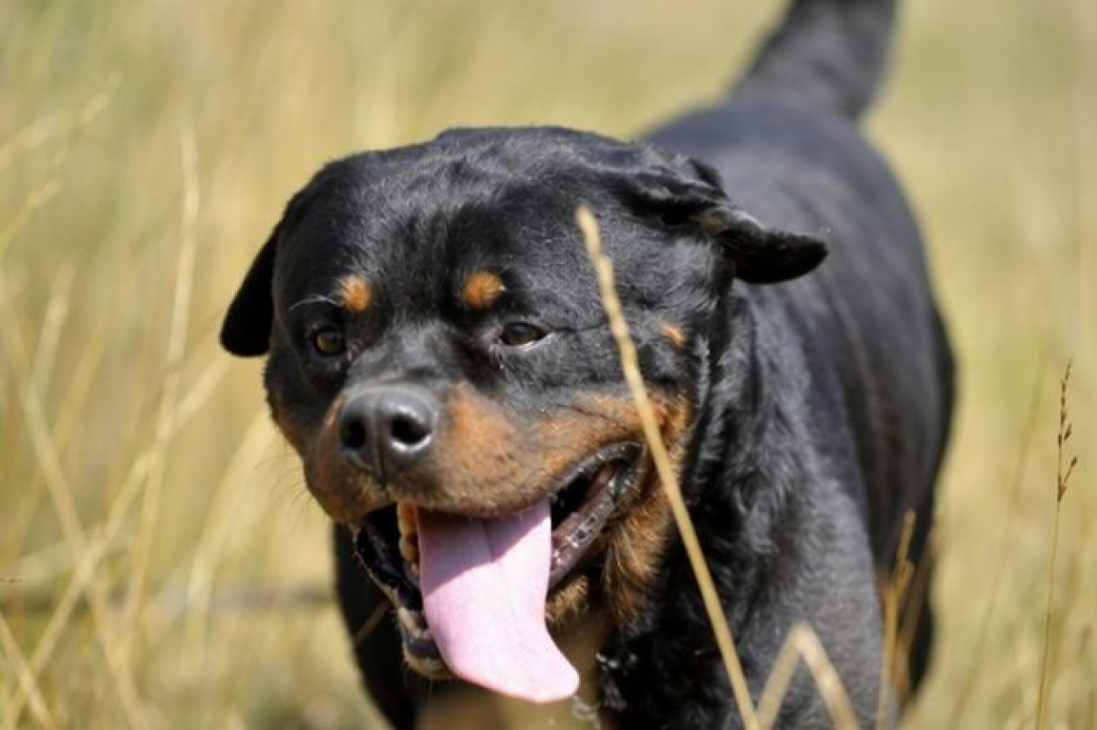 Photo #3 de Roscoe