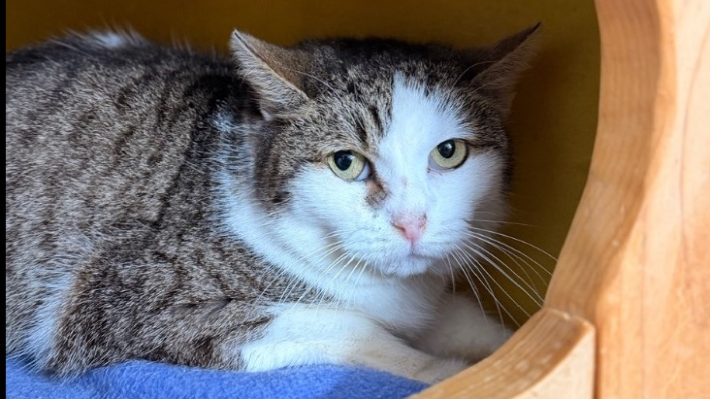 Photo de Barthelemia