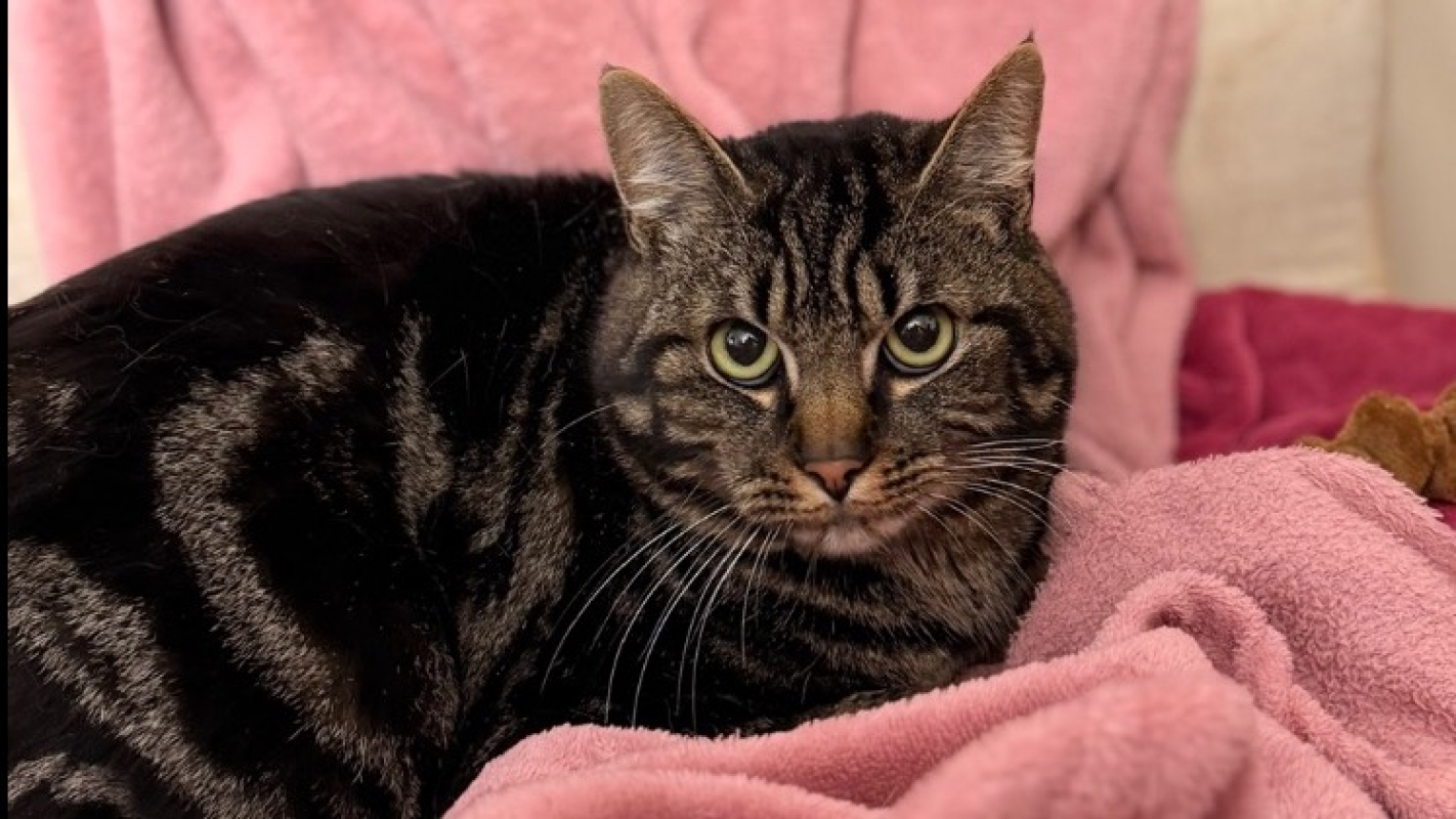 Photo de Marshmallow